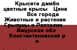 Крысята дамбо цветные крысы › Цена ­ 250 - Все города Животные и растения » Грызуны и Рептилии   . Амурская обл.,Константиновский р-н